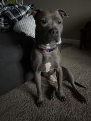 Reunited Female Dog last seen Near East Spence Avenue, Tempe, AZ, Tempe, AZ 85281