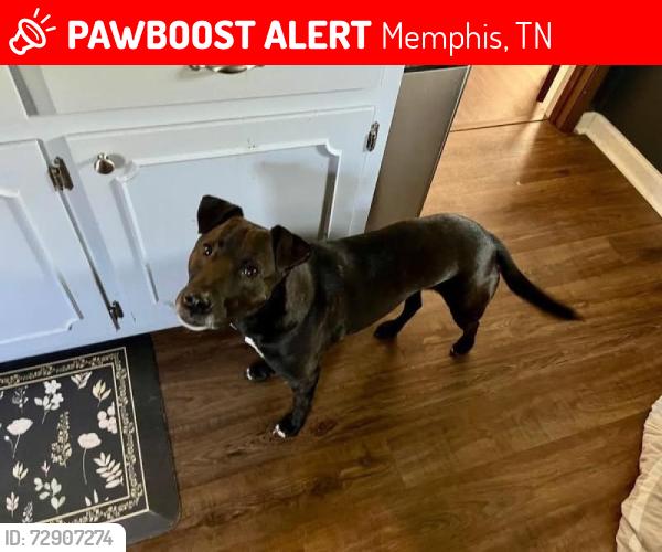 Lost Male Dog last seen Rock Creek Parkway and country wood, Memphis, TN 38016