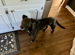 Lost Male Dog last seen Rock Creek Parkway and country wood, Memphis, TN 38016