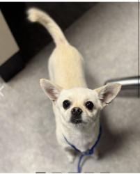 Lost Male Dog last seen Mulberry and orthodox , Philadelphia, PA 19124