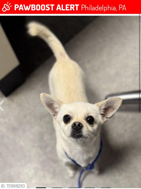 Lost Male Dog last seen Mulberry and orthodox , Philadelphia, PA 19124