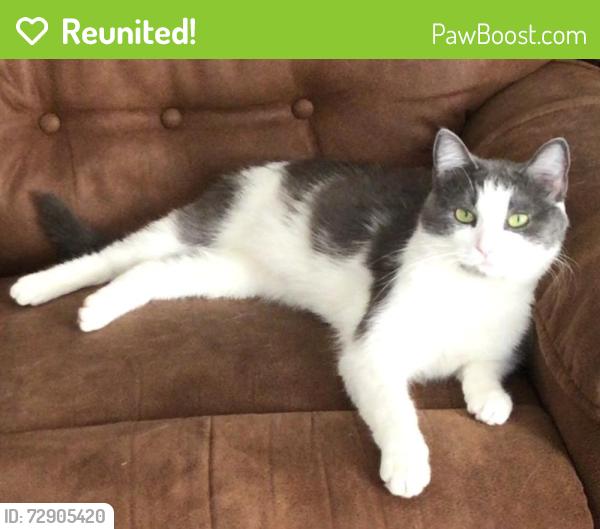 Reunited Female Cat last seen Buell & Charlotte , Joliet, IL 60435
