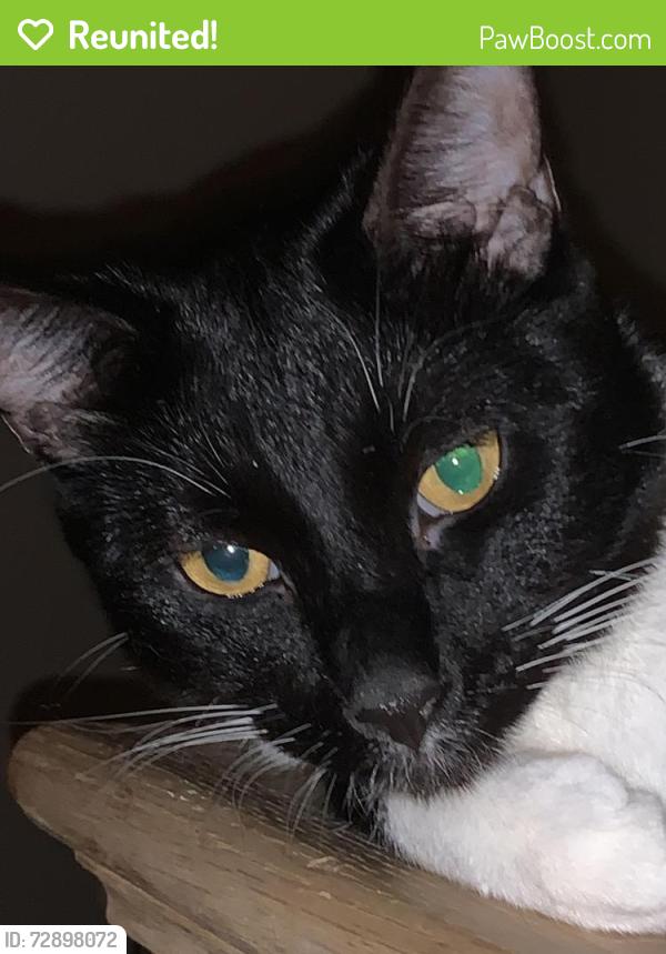 Reunited Male Cat last seen Near block of Clark dr , Roeland Park, KS 66205