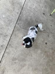 Lost Female Dog last seen 11th St and 7th Ave , Fort Lauderdale, FL 33311