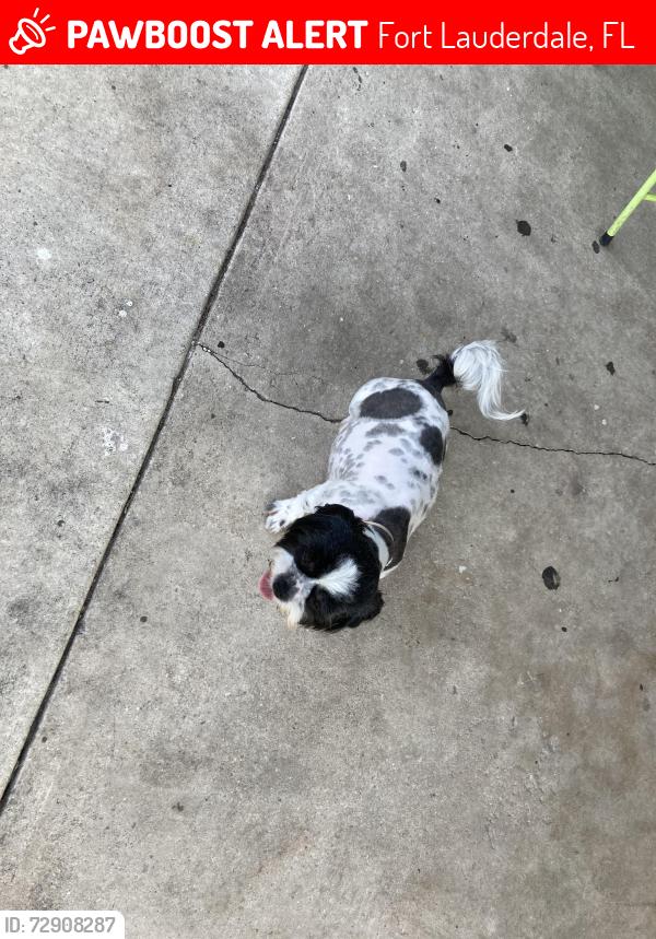 Lost Female Dog last seen 11th St and 7th Ave , Fort Lauderdale, FL 33311