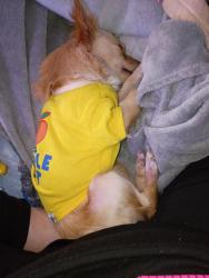 Reunited Female Dog last seen leo kidd 19 Washington st pine hill ridge rd anywhere around those, Port Richey, FL 34668