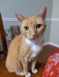 Reunited Female Cat last seen Entrance of Cadia, Summerville, SC 29486