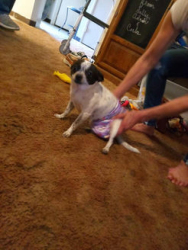 Lost Female Dog last seen Paradise st  and walnut st, Visalia, CA 93277