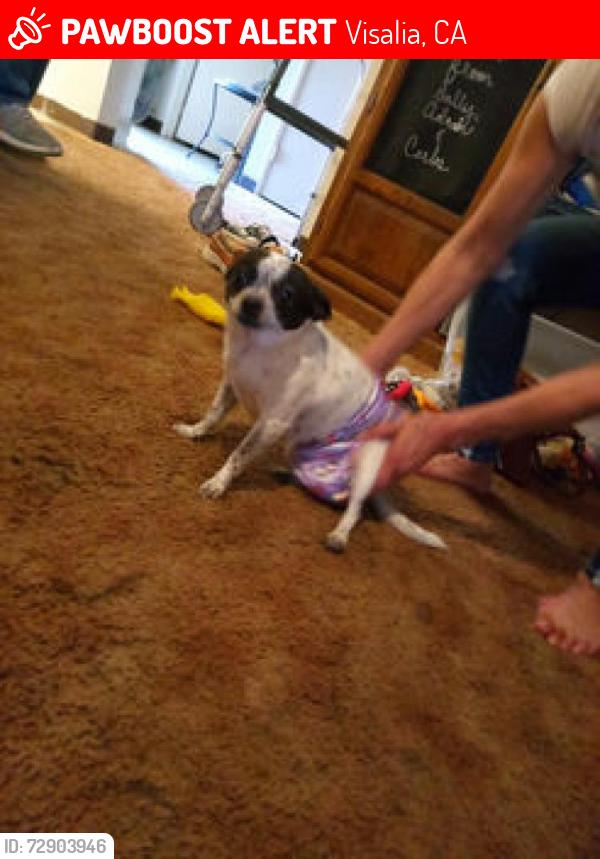 Lost Female Dog last seen Paradise st  and walnut st, Visalia, CA 93277