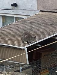 Found/Stray Unknown Cat last seen McKean Street and South Mildred, Philadelphia, PA 19148