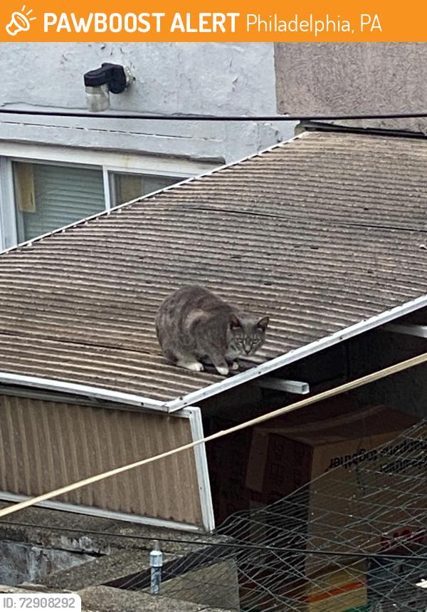 Found/Stray Unknown Cat last seen McKean Street and South Mildred, Philadelphia, PA 19148