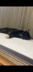 Lost Male Cat last seen Neighborhood, Cypress, TX 77429