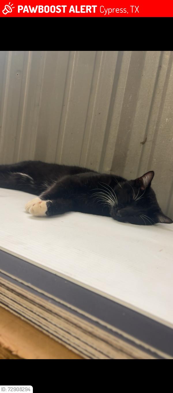 Lost Male Cat last seen Neighborhood, Cypress, TX 77429