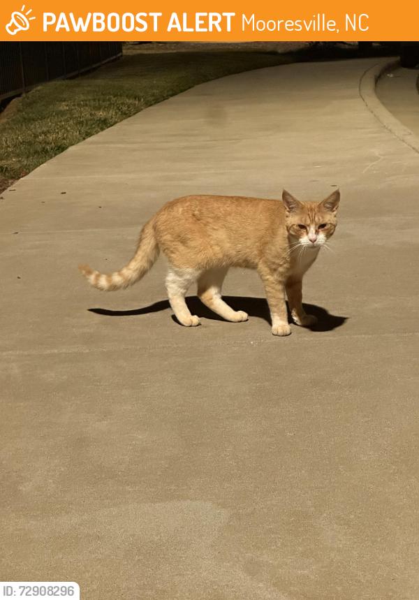 Found/Stray Male Cat last seen Perth & 150, Mooresville, NC 28117