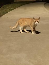 Found/Stray Male Cat last seen Perth & 150, Mooresville, NC 28117