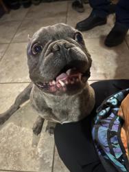 Reunited Male Dog last seen Tropical Parkway & Pecos, North Las Vegas, NV 89081