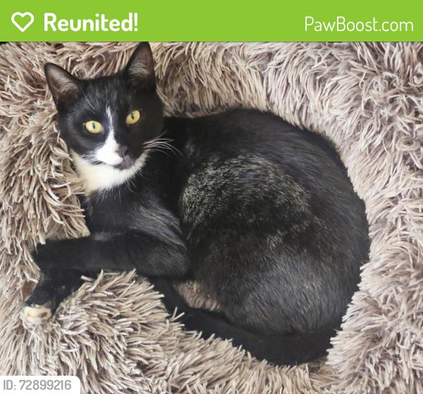 Reunited Male Cat last seen Near harps crossing church on hwy 92, Fayetteville, GA 30214