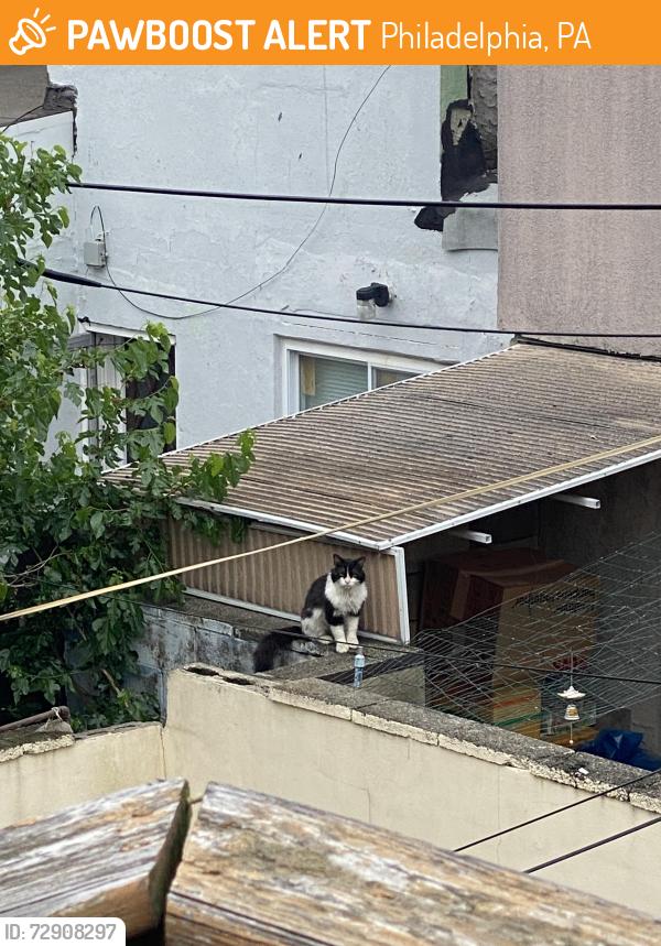 Found/Stray Unknown Cat last seen McKean Street and S Mildred, Philadelphia, PA 19148