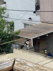 Found/Stray Unknown Cat last seen McKean Street and S Mildred, Philadelphia, PA 19148