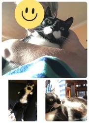 Reunited Male Cat last seen Sylvania DMV , Sylvania, OH 43560
