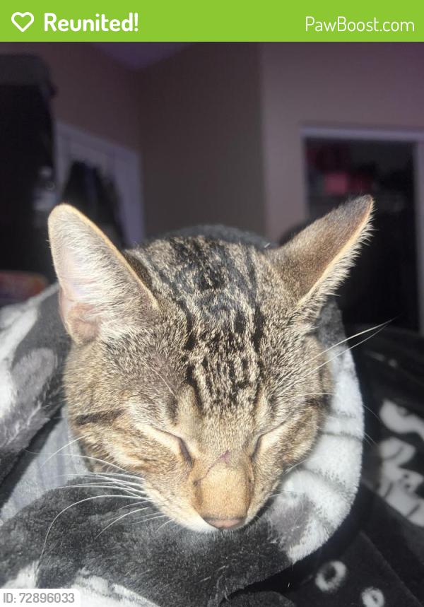 Reunited Male Cat last seen Summerwind, Palmdale, CA 93551