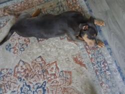Found/Stray Female Dog last seen In this area someone brought her to me but I cant keep her any longer d, Columbia, SC 29212