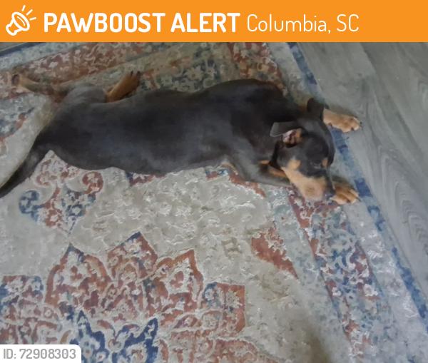 Found/Stray Female Dog last seen In this area someone brought her to me but I cant keep her any longer d, Columbia, SC 29212