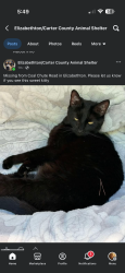 Lost Female Cat last seen Coal Chute Rd, Bob Little Rd, Elizabethton, TN 37643