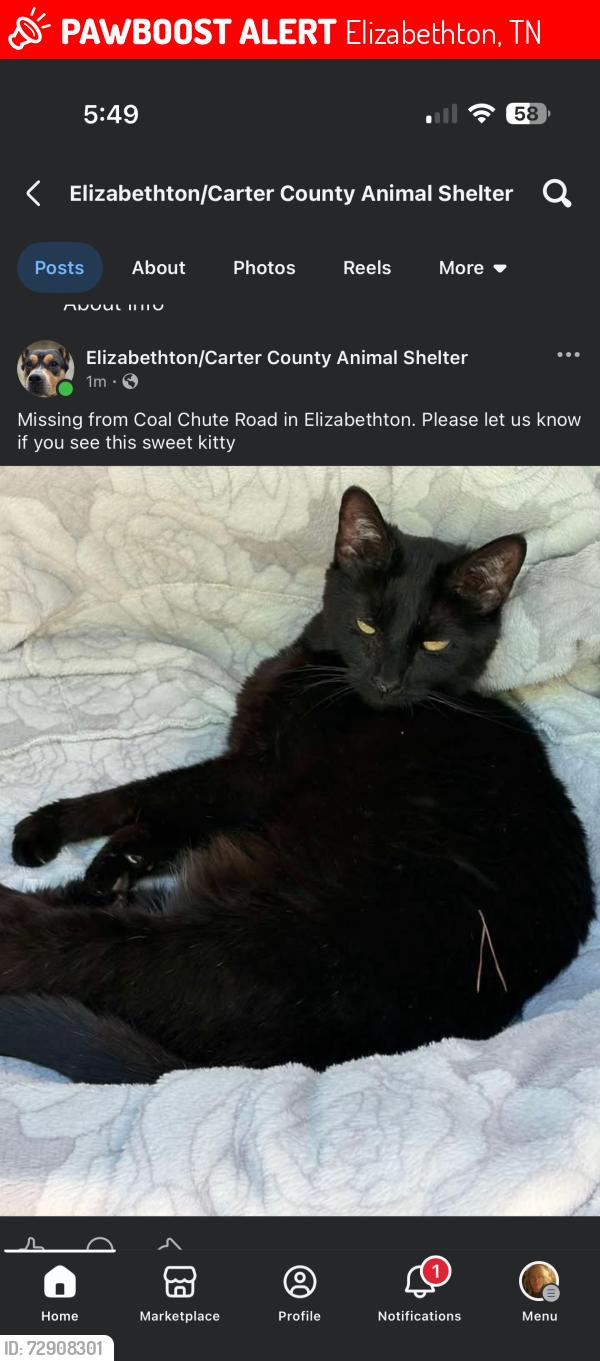 Lost Female Cat last seen Coal Chute Rd, Bob Little Rd, Elizabethton, TN 37643