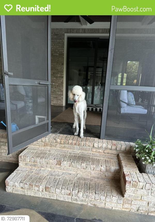 Reunited Male Dog last seen Garlington Rd / Snipes, Greenville, SC 29615