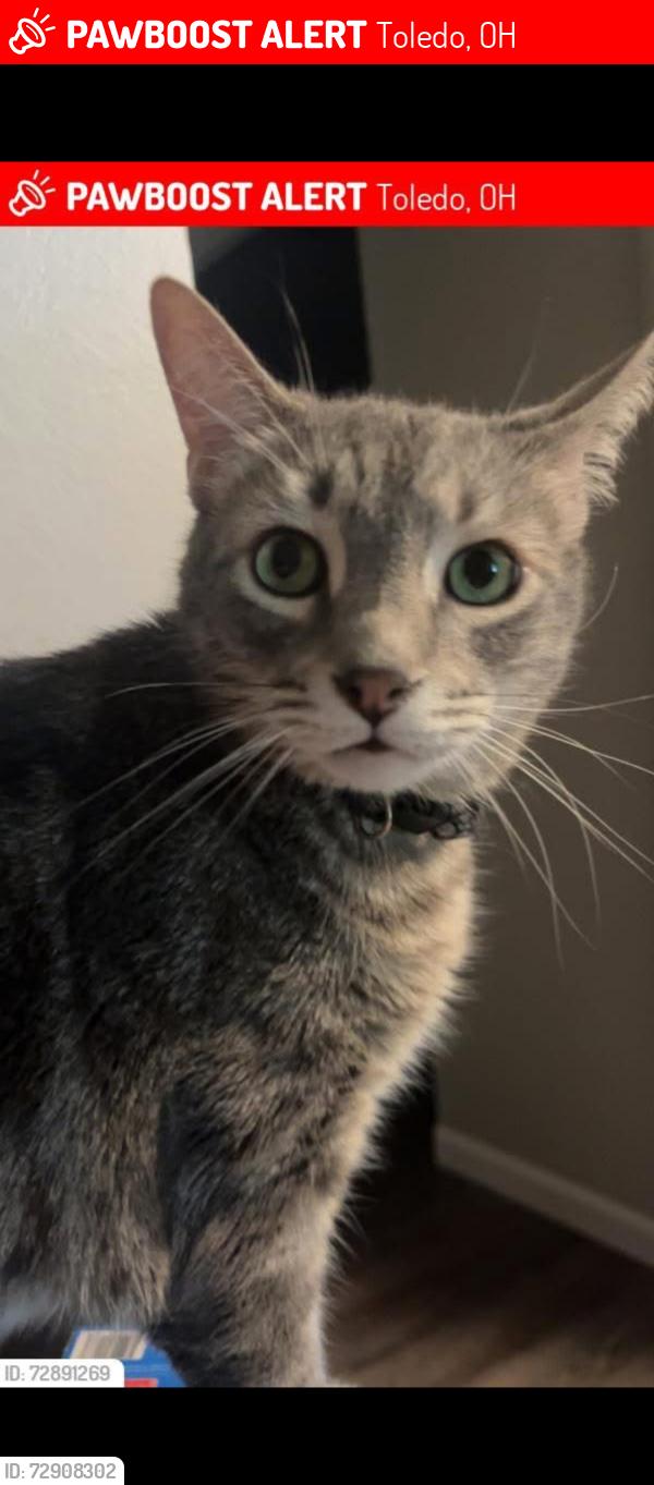 Lost Male Cat last seen Near Secor Rd Tamarack Creek Apts, Toledo, OH 43623