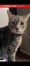 Lost Male Cat last seen Near Secor Rd Tamarack Creek Apts, Toledo, OH 43623