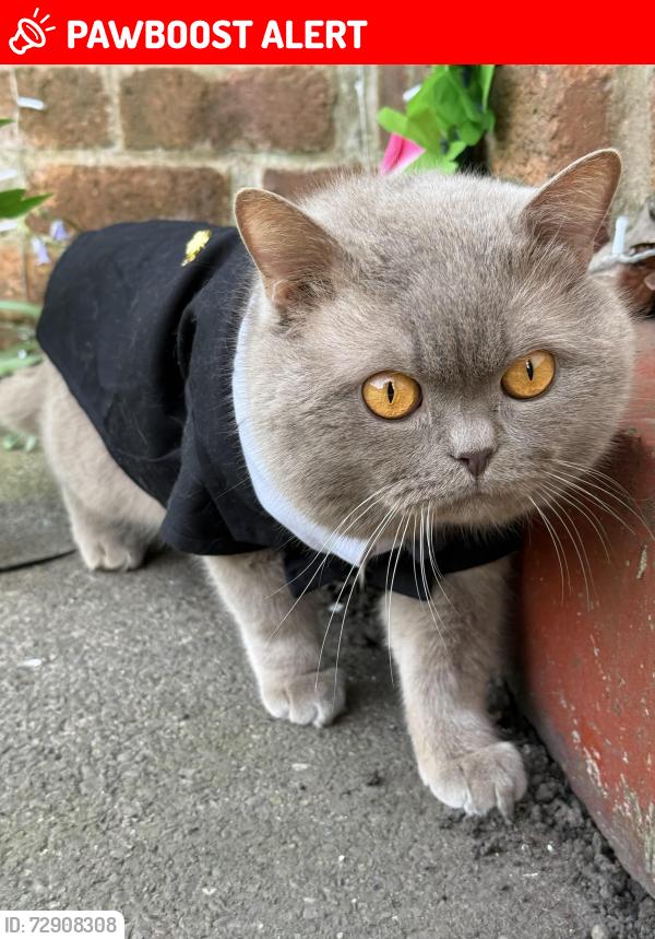 Lost Male Cat last seen bell and gate pub, Greater London, England RM5