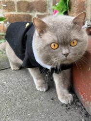 Lost Male Cat last seen bell and gate pub , Greater London, England RM5