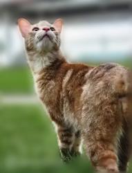 Reunited Female Cat last seen Near w cermak rd, Berwyn, IL 60402