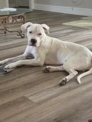Reunited Male Dog last seen Near Laurel Bend Dr, Snellville, GA 30039, USA, Snellville, GA 30039