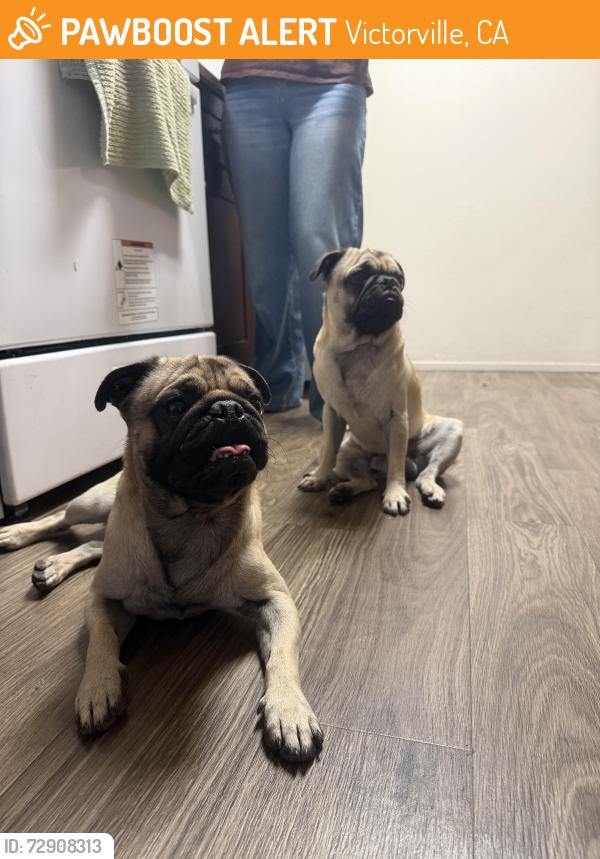 Found/Stray Male Dog last seen Hook area, Victorville, CA 92394