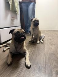 Found/Stray Male Dog last seen Hook area, Victorville, CA 92394
