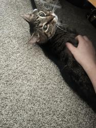 Reunited Female Cat last seen Mordicai Historic Park, Raleigh, NC 27604
