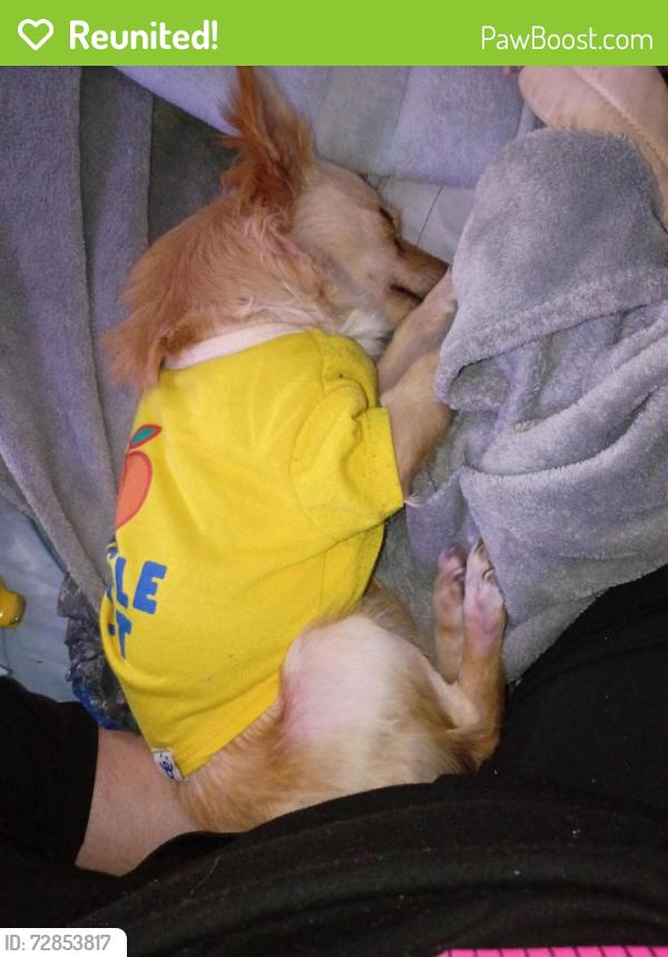 Reunited Female Dog last seen leo kidd 19 Washington st pine hill ridge rd anywhere around those, Port Richey, FL 34668