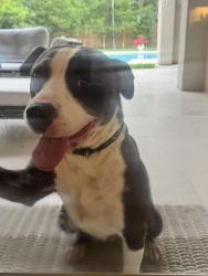 Found/Stray Female Dog last seen I10 Voss , Houston, TX 77055