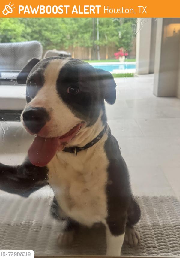 Found/Stray Female Dog last seen I10 Voss , Houston, TX 77055