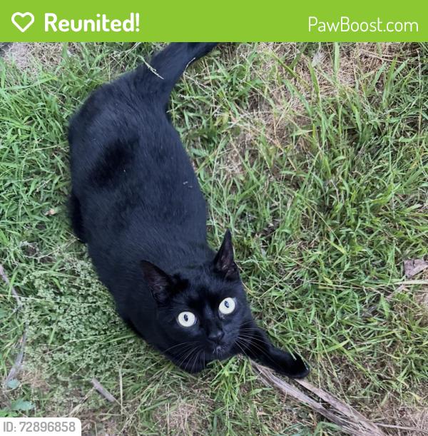 Reunited Female Cat last seen Imperial ave and cedar street, also near acacia st, El Segundo, CA 90245