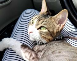 Lost Male Cat last seen Creekside dr, Prosperity, SC 29127