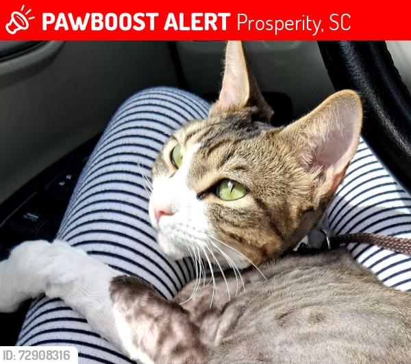 Lost Male Cat last seen Creekside dr, Prosperity, SC 29127