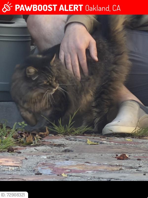 Lost Male Cat last seen Havenscourt and floral ave, Oakland, CA 94605