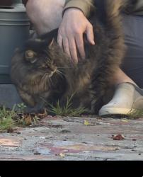 Lost Male Cat last seen Havenscourt and floral ave, Oakland, CA 94605