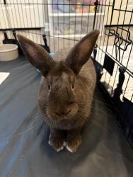 Shelter Stray Male Other last seen CHARLOTTE, Charlotte, NC 28217