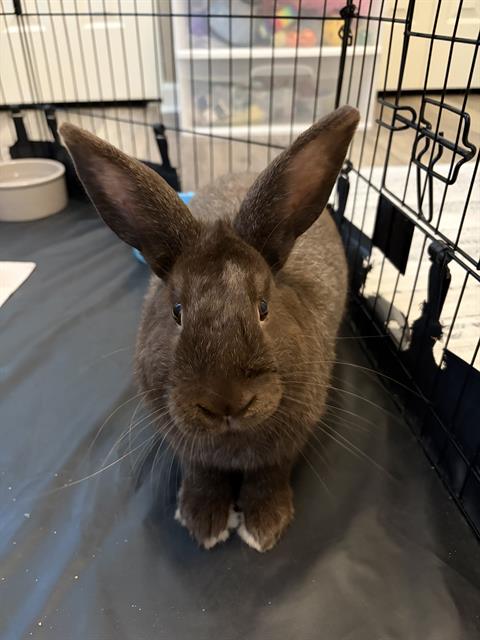 Shelter Stray Male Other last seen CHARLOTTE, Charlotte, NC 28217