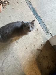 Reunited Female Cat last seen The View at 5010 apmts, Winston-Salem, NC 27106